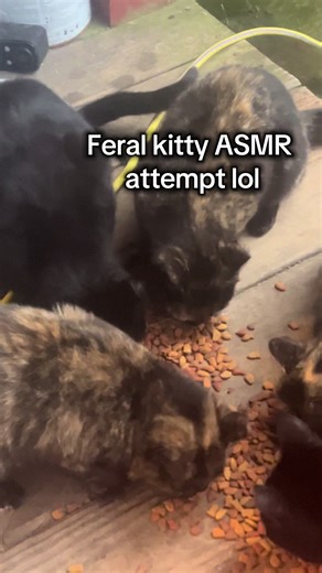 Feral asmr? #feralcat #asmr #catsoftiktiok #fyp | Feral Cat