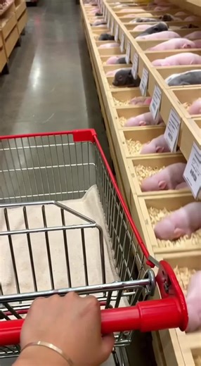 Adorable Pets and Babies Compilation