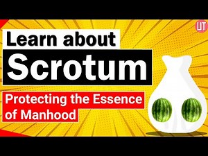 Male Scrotum | Male Reproductive System | Biology | NEET Exam