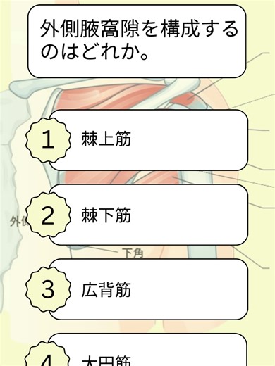 外側腋窩隙の構成要素について