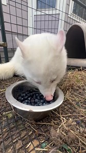 32K views · 2.7K reactions | One minute of Mallow eating blueberries, because you need this today. 輸 [Description: Mallow, a solid white raccoon, eating blueberries from a silver bowl. He eats most of them directly from the bowl but also pulls some out with his hands and eats them on the ground. He has a gray eyes, a pink nose, and pink hands and ears.] | For Fox Sake Wildlife Rescue | Facebook