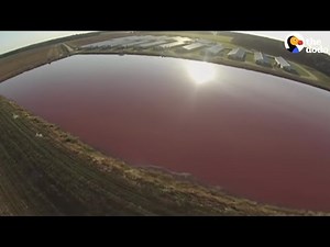 Farm Shoots Pig Poop On People's Homes | The Dodo