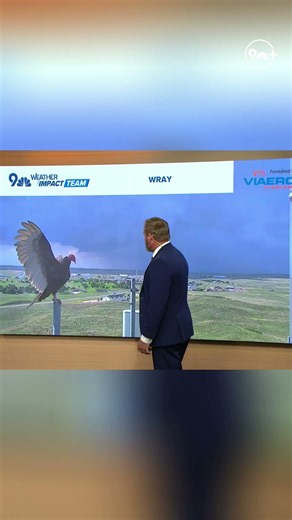 Turkey vulture crashes 9NEWS meteorologist's forecast