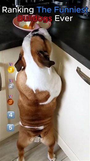 Ranking The Funniest Bulldog Moments Ever 🤣