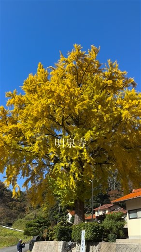 雲南市観光協会【公式】島根県 on Instagram: "2025年11月15日 島根県雲南市掛合町松笠にある 明泉寺の銀杏の木の紅葉です 今が見ごろです✨ 雲南市の山々も美しく色づき、 行くまでの山道も楽しませてくれます ぜひ、訪れてくださいね #雲南市観光協会 #紅葉スポット #銀杏 #島根観光"