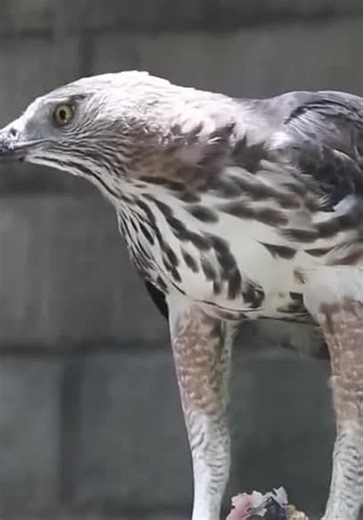 Dinosaur Discovery S01:E02 - The History of the Pterosaur: When Flying Creatures Ruled the World