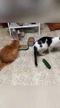 Cat's cucumber 🥒 prank