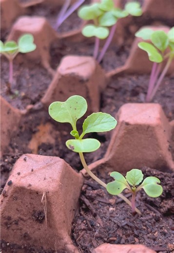 Married Life: Planting Pechay and Lettuce at Home