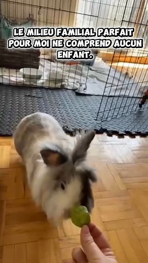 ❤️ kibble - 5 ans - Mâle ❤️ Kibble est un amour de lapin, plein d’attitude et très aventureux! Il lui a fallu du temps pour nous laisser l’approcher, mais il progresse beaucoup. Comme la plupart des lapins, il n’aime pas être pris, mais il adore les caresses quand il en a envie. Après les séances d’entraînement, je lui donne une cuillère à thé de gâteries pendant qu’il se laisse flatter. Il maîtrise déjà « tourne », « debout » et « saute », même s’il s’excite parfois trop pour se concentrer. Kib