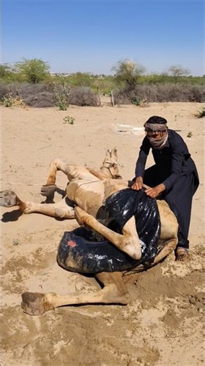 #oração #oraçãodanoite #oracle #jesus #youtube #nature #wildlife #animals #dessert #villagelife