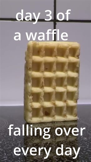 waffle falling over day 3 #waffle #funny #fall