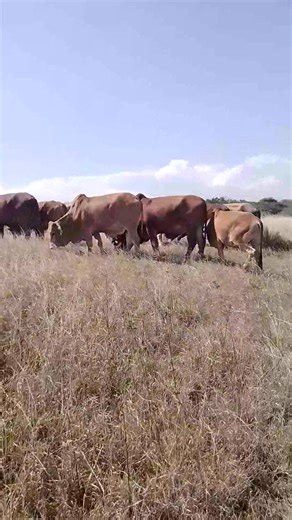 2.7K views · 94 reactions | Open grazing is ideal where grazing space is available | African Farm Resource Centre | Facebook