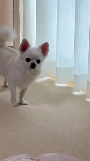 誰かに呼ばれたみたい⁈😂かわいい小さな警備隊長🤭💕 #ちわわ #かわいい犬 #いぬのいる生活 #dog #shorts