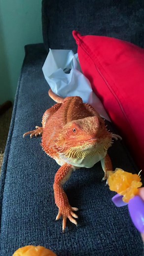 Exploring the Fascinating World of Reptile Pets with Gapeto