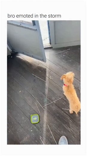 @wholesomejoyss on Instagram: "This video demonstrates the structural response of a lookout tower to high-velocity winds. The Subject A fire lookout tower, situated at a high elevation, experiences intense aerodynamic forces. These structures are often built on exposed ridges where wind speeds are significantly higher than at ground level. The Mechanism The rattling sound and vibration result from aeroelastic flutter. As wind flows around the tower, it creates oscillating pressure changes. The m