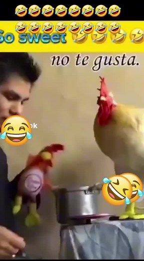 Fun Chicken Interaction: Feeding a Toy and Real Rooster