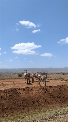 Beautiful Zebras At Lewa #Africa #wildlife