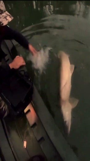 #Hecht #Štuka #Fishing #Angeln