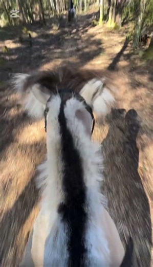 Im happy because it’s spring🌼