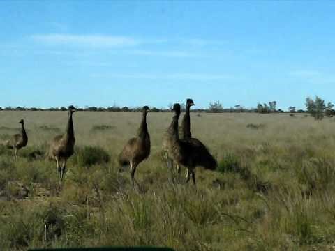 Wild Emus Australia