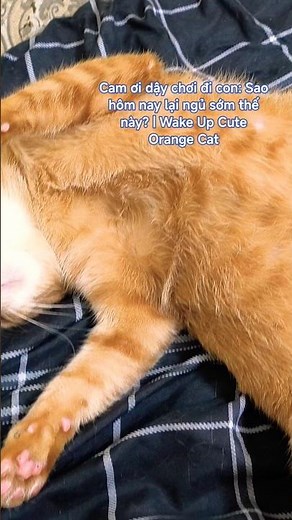 Cam ơi dậy chơi đi con: Sao hôm nay lại ngủ sớm thế này? | Wake Up Cute Orange Cat | Nha Trang Vibes