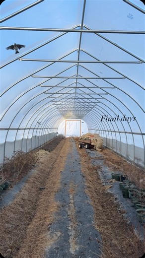 A thousand little goodbyes said everyday Please check back tomorrow about our final days barn sale details and save the dates Thursday-Sat Feb 5-7! ❄️🐦‍⬛🤍 | Pie Bird Farm