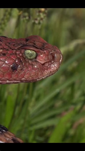 Rattlesnakes inspired my love for reptiles, and this extraordinary footage of a a stunning Huamantlan rattler is exactly the type of snake inducing my love for nature! While you may have a touch of ophidiophobia, even the most snake-fearing folks, could not help but admire the gorgeousness of this serpent. This extraordinary moment was captured by the incredible herpetologists from the Czech Republic, Matej & Zuzana Doljnay: facebook.com/LivingZoology Congrats to Living Zoology Film Studio for m