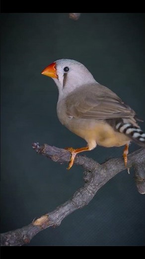 From Tiny Pet Store Cage to Garden Aviary Paradise! 🐦🌿