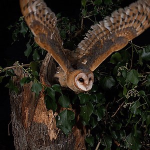 Whooooo do we have here? It’s a Colorado Barn Owl! Did you know they get their name from their habit of nesting in barns, attics, and abandoned buildings? Barn Owls typically avoid forested areas and high altitudes, but you can find them in the prairies and grasslands of eastern Colorado, and in the western valleys. Have you ever seen one in the wild? #ColoradoBarnOwl #NatureBreak #DiscoverWhatsOutThere #GenerationWild #generationwildcolorado #coloradomommies #coloradodads #coloradokids #colorad