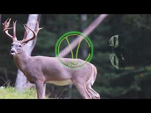 Distance-Ranging V-Technology Buck 20-Yds / EZ V Bow Sight