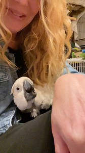 Victoria Cockatoo Plays Peek a Boo With Mom💚🥰 #VCStrong #FlockPower | Parrot Playhouse