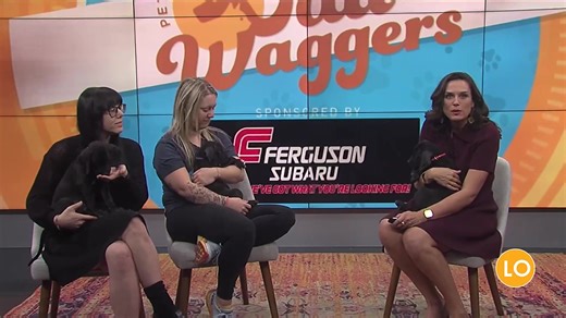 Helpless Hounds Dog Rescue stopped by to share an adoptable pet & how you can get involved