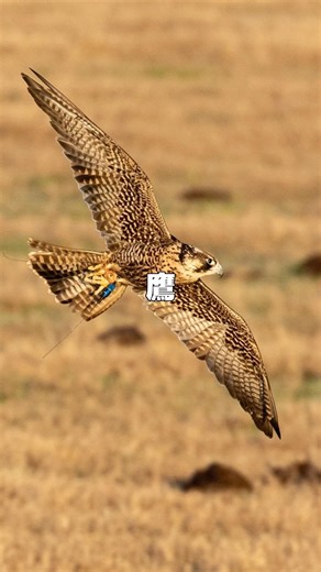 [Shocking] A hawk's eyesight is 8 times better than a human's!? The secret to their incredible vi...