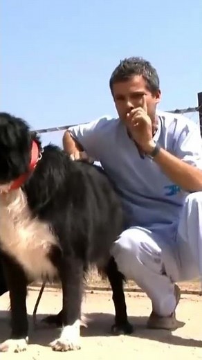 DR. VET | Osazo conoció su nuevo hogar | #Shorts