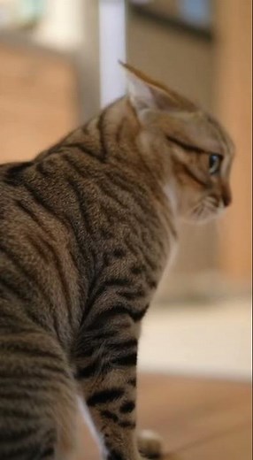 😹 Cats Jumping & Freaking Out! | Funniest Scared Cat Reactions Ever