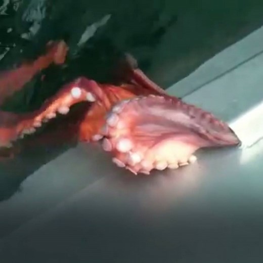 749K views · 6.9K reactions | Just wait until you see how the octopus...