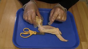 Life Science: Chicken Wing Dissection
