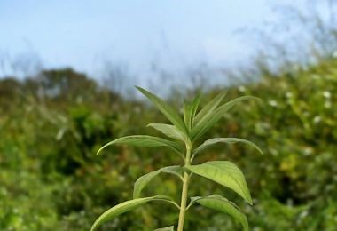 Definitions in the Field: Photosynthesis