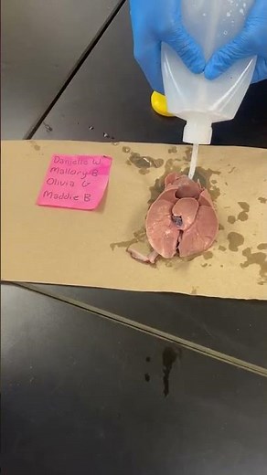 Lung Inflating and Deflating