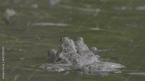 Green frog emits its loud croak in the swamp, the scene captured vividly in a close-up shot.