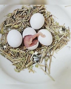Baby Parrot hatching. #parrot #chicks #HATCHING