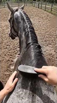 Camera On a Horse While Getting Washed