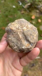 2K views · 45 reactions | Sagenite Kentucky agate nodule! Let’s open up this Jackson county beauty for our breakfast cut today! Isn’t it amazing what nature produces? The exterior of this nodule is really captivating. You never truly know what will pop up inside of them. #rockhound #kentuckyagate #rocks #crystals #quartz #geodes #breakfastcut #HuntingSeason | Rocks N Things llc | Facebook