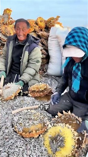 How are sunflower seeds made?