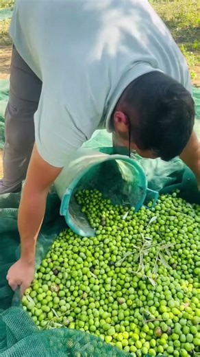 Olive Oil Making Process #shortsvideo