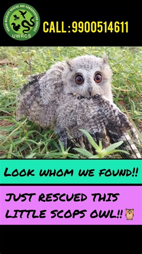 This stare melts hearts 😍 #ScopsOwl #RescueShorts #animalrescue #birds #owl