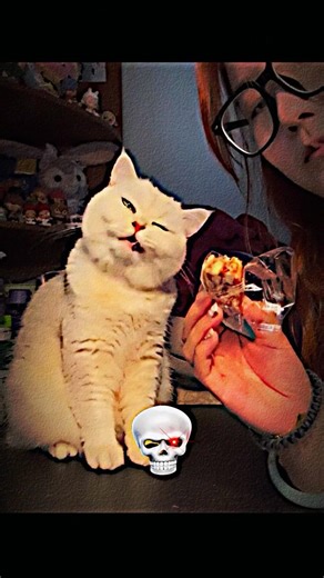 Cats Don’t Copy Humans… Are You Sure? 💀 #catshorts #cat #funnycats #trollface #viral #edits