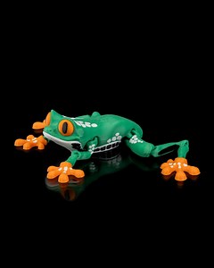 Reed the Red-Eyed Tree Frog