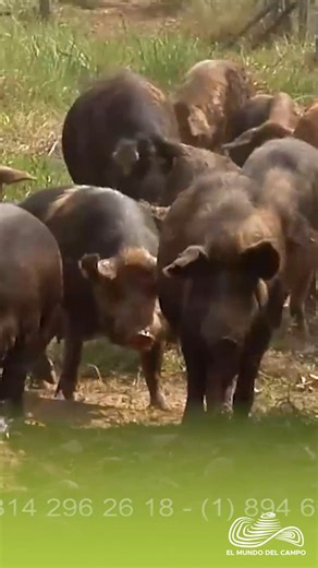 79K views · 2.1K reactions |  Pastoreo y crianza sostenible ...