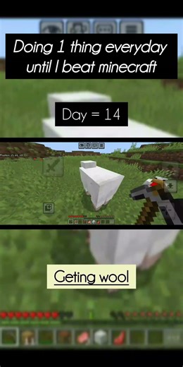 getting wool day 14